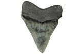 Serrated, Juvenile Megalodon Tooth - South Carolina #310478-1